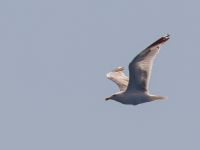 Larus michahellis ad Elounda, Crete, Greece 20130709 012