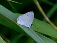 Celastrina argiolus Laloumas reservoir, Crete, Greece 20130710C 084