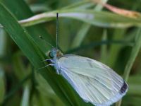 Pieris rapae Laloumas reservoir, Crete, Greece 20130710B 040