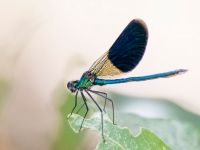 Calopteryx splendens male Kabanos river, Crete, Greece 20130708B 032