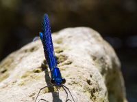 Calopteryx splendens male Kabanos river, Crete, Greece 20130708B 065