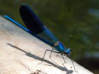 Calopteryx splendens male Kabanos river, Crete, Greece 20130708B 067