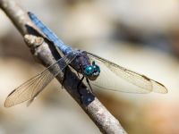 Orthetrum coerulescens male Kabanos river, Crete, Greece 20130708B 040