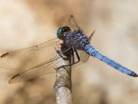 Orthetrum coerulescens male Kabanos river, Crete, Greece 20130708B 060