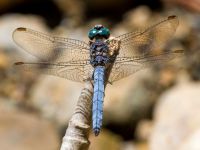 Orthetrum coerulescens male Kabanos river, Crete, Greece 20130708B 095