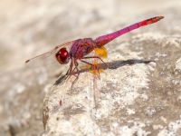 Trithemis annulata male Kabanos river, Crete, Greece 20130708B 090