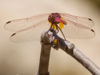 Trithemis annulata male Kabanos river, Crete, Greece 20130708C 063