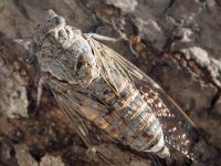 Cicada mordoganensis Elounda, Crete, Greece 20130704 033