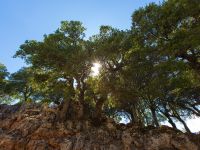 Gianna Korifi, Crete, Greece 20130706 048