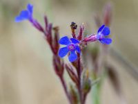 Anchusa azurea Lasshiti, Crete, Greece 20130707 006