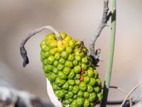 Arum creticum Gianna Korfi, Crete, Greece 20130706 016