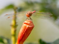 Sympetrum meridionale ad male Olinovki, Crimea, Russia 20150911B_0552