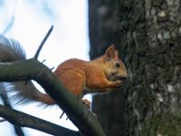 Sciurus vulgaris Massandra park, Yalta, Crimea, Russia 20150916_0038