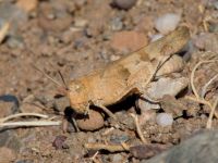 Oedipoda caerulescens Demergy, Crimea, Russia 20150918_0072