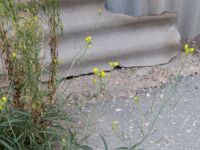 Diplotaxis tenuifolia Yevpatoria, Crimea, Russia 20150910_0223