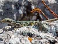 Darevskia armeniaca Ai Petri, Crimea, Russia 20150917_0050