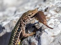 Lacerta saxicola Ai Petri, Crimea, Russia 20150917_0052