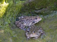 Pelophylax ridibundus Demergy, Crimea, Russia 20150918_0002