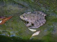 Pelophylax ridibundus Demergy, Crimea, Russia 20150918_0006