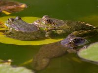 Pelophylax ridibundus Vorontsovskij Palace, Crimea, Russia 20150917_0063