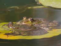 Pelophylax ridibundus Vorontsovskij Palace, Crimea, Russia 20150917_0066