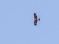 Aquila pennata dark Danuzlav lake, Crimea, Russia 20150911B_0294