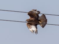 Buteo buteo vulpinus Olinovki, Crimea, Russia 20150911_0330