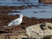 Chroicocephalus ridibundus ad Olinovki, Crimea, Russia 20150911_0381