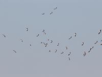 Ciconia ciconia Danuzlav lake, Crimea, Russia 20150911_0279