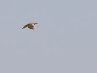 Falco vespertinus ad female Danuzlav lake, Crimea, Russia 20150911B_0265