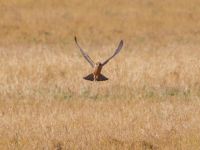 Falco vespertinus ad female Danuzlav lake, Crimea, Russia 20150911B_0290