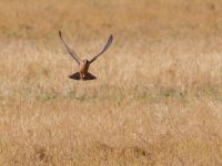 Falco vespertinus ad female Danuzlav lake, Crimea, Russia 20150911_0290