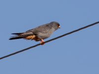 Falco vespertinus ad male Danuzlav lake, Crimea, Russia 20150911B_0272