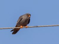 Falco vespertinus ad male Danuzlav lake, Crimea, Russia 20150911B_0301