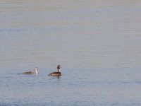 Podiceps cristatus ad et pull Danuzlav lake, Crimea, Russia 20150911_0315