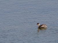 Podiceps nigricollis Danuzlav lake, Crimea, Russia 20150911_0311