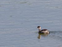 Podiceps nigricollis Danuzlav lake, Crimea, Russia 20150911_0316