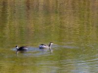 Podiceps nigricollis Danuzlav lake, Crimea, Russia 20150911_0317