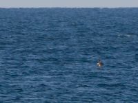 Puffinus yelkouan Olinovki, Crimea, Russia 20150911B_0400