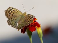 Argynnis pandora Olinovki, Crimea, Russia 20150911_0338