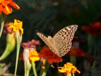 Argynnis pandora Olinovki, Crimea, Russia 20150911_0341