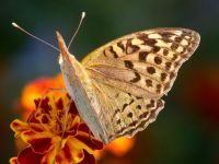 Argynnis pandora Olinovki, Crimea, Russia 20150911_0342