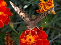 Argynnis pandora Olinovki, Crimea, Russia 20150911_0345