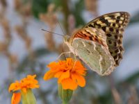 Argynnis pandora Olinovki, Crimea, Russia 20150911_0348