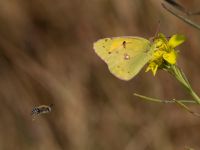 Colias croceus Donuzlav lake, Crimea, Russia 20150911_0304