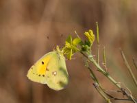 Colias croceus Donuzlav lake, Crimea, Russia 20150911_0306