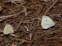 Pieris rapae Olinovki, Crimea, Russia 20150911_0350