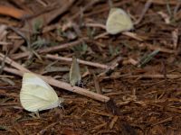 Pieris rapae Olinovki, Crimea, Russia 20150911_0352