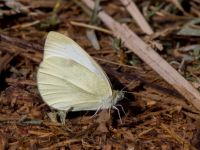 Pieris rapae Olinovki, Crimea, Russia 20150911_0355