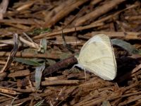 Pieris rapae Olinovki, Crimea, Russia 20150911_0356